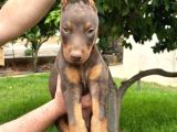 A kalite kızıl kink doberman