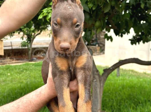 A Kalite Kızıl Kink Doberman