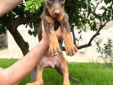 A Kalite Kızıl Kink Doberman