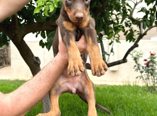 A Kalite Kızıl Kink Doberman görsel