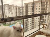 British Long Hair Erkek 11 Aylik Ücretsi̇z Sahi̇plendi̇rme