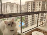 British Long Hair Erkek 11 Aylik Ücretsi̇z Sahi̇plendi̇rme