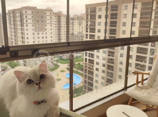 British Long Hair Erkek 11 Aylik Ücretsi̇z Sahi̇plendi̇rme görsel
