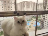 British Long Hair Erkek 11 Aylik Ücretsi̇z Sahi̇plendi̇rme