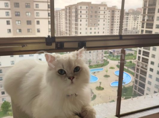 British Long Hair Erkek 11 Aylik Ücretsi̇z Sahi̇plendi̇rme görsel