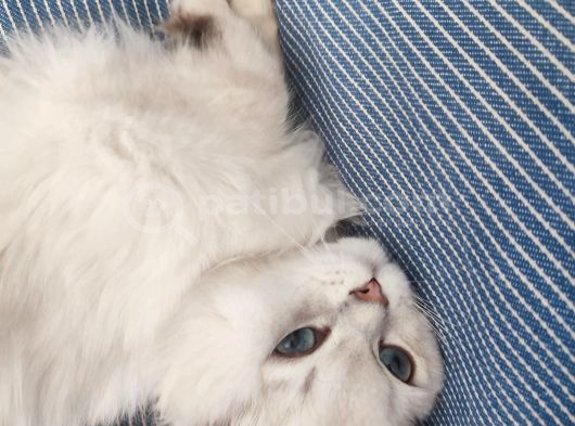 British Long Hair Erkek 11 Aylik Ücretsi̇z Sahi̇plendi̇rme görsel