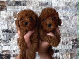 Mi̇krochi̇pli̇ Hi̇poalerjeni̇k Red Brown Poodle Yavrular