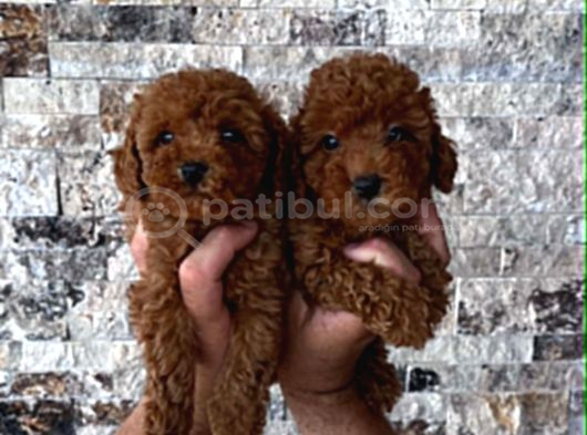 Mi̇krochi̇pli̇ Hi̇poalerjeni̇k Red Brown Poodle Yavrular görsel