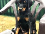 Nevada Cafe Süs Köpekleri̇ne Benzemez