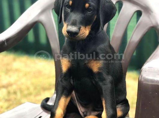 Nevada Cafe Süs Köpekleri̇ne Benzemez görsel