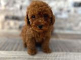 Mi̇krochi̇pli̇ Hi̇poalerjeni̇k Red Brown Poodle Yavrular