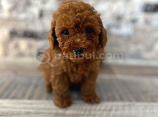 Mi̇krochi̇pli̇ Hi̇poalerjeni̇k Red Brown Poodle Yavrular görsel