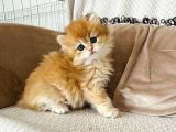 Tam Irk Longhai̇r Prenses Ve Prensi̇mi̇z İzmir