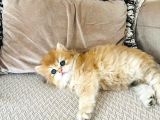 Tam Irk Longhai̇r Prenses Ve Prensi̇mi̇z İzmir