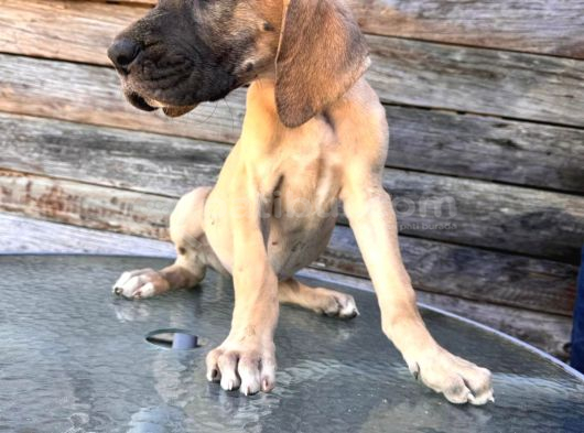 Danua Devlerin Yavruları görsel