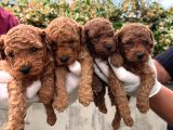 A Kailte Poodle  Yavrular