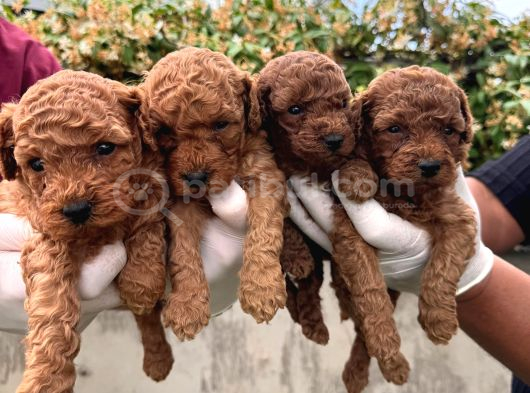 A Kailte Poodle  Yavrular görsel