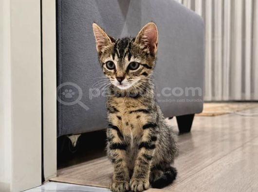 Küçük Bir Pati Kocaman Bir Mutluluk görsel