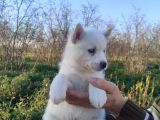 A Kalite beyaz husky yavrular