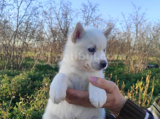 A Kalite Beyaz Husky Yavrular