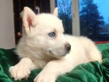 A Kalite Beyaz Husky Yavrular