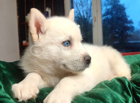 A Kalite Beyaz Husky Yavrular görsel