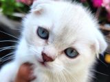 SAFKAN BRİTİSH SHORTHAİR GOLDEN