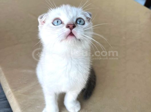 Safkan Bri̇ti̇sh Shorthai̇r Golden görsel