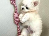 Pofuduk Maltipoo Yavrularım