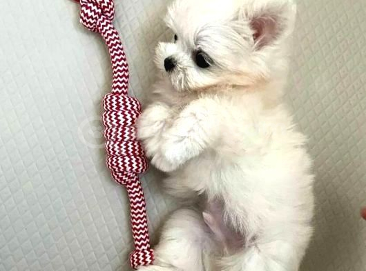 Pofuduk Maltipoo Yavrularım görsel