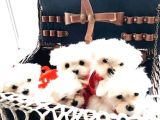 Pofuduk maltipoo yavrularım