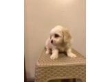 Minnak Maltipoo Bebeğim