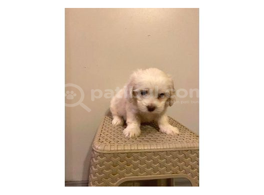 Minnak Maltipoo Bebeğim