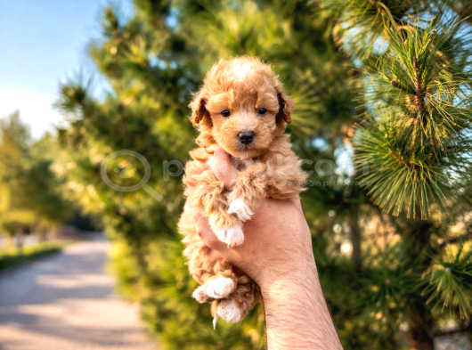 A kalite maltipoo yavrularım