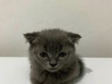 British Longhair Shorthair Bebekler