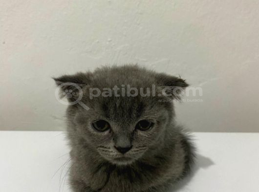British Longhair Shorthair Bebekler görsel