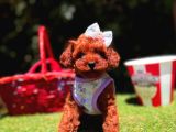 Orjinal Toy Poodle Yavrumuz Luna