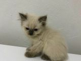 British Longhair Shorthair Bebekler