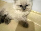 British Longhair Shorthair Bebekler