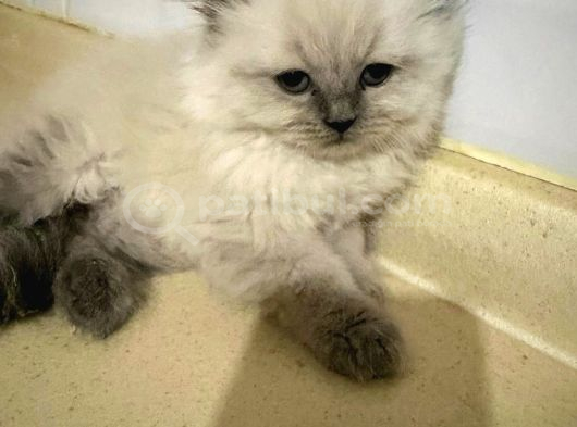 British Longhair Shorthair Bebekler görsel