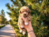 A Kalite Maltipoo Yavrularım