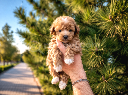 A Kalite Maltipoo Yavrularım görsel