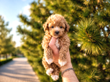 A Kalite Maltipoo Yavrularım
