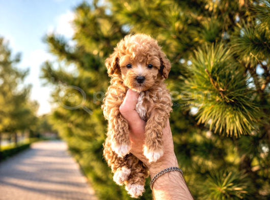 A Kalite Maltipoo Yavrularım görsel