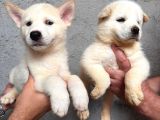 A Kalite Beyaz Husky Yavrular