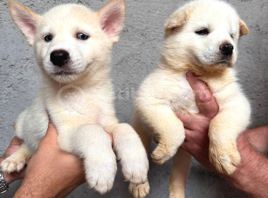 A Kalite Beyaz Husky Yavrular görsel