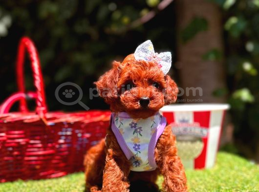 Orjinal Toy Poodle Yavrumuz Luna