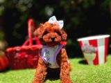 Orjinal Toy Poodle Yavrumuz Luna
