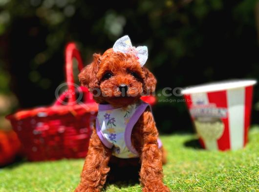 Orjinal Toy Poodle Yavrumuz Luna görsel