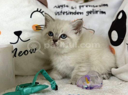 Safkan Beyaz Yavrumuz görsel